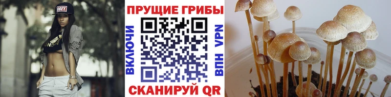 Псилоцибиновые грибы Cubensis Томмот